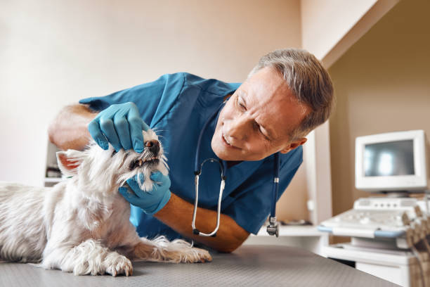 Best Dental Abscess Treatment in Severance, CO